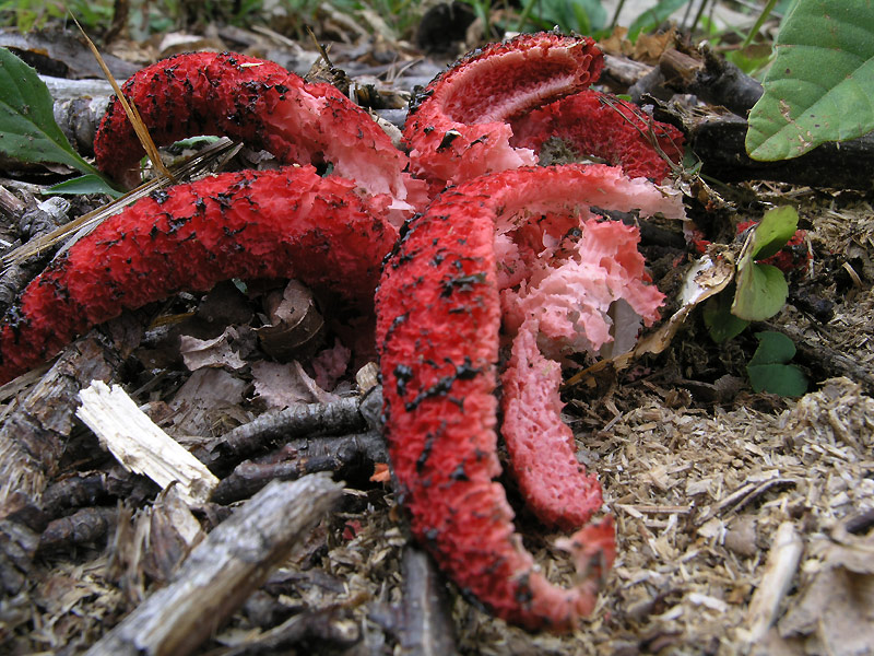 Clathrus archeri (Berk.) Dring Scheda fotografica